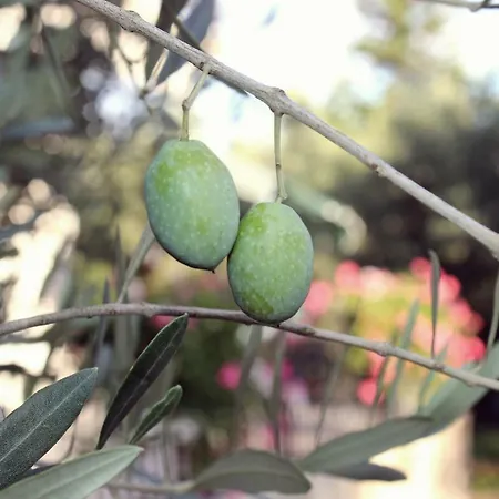 Turkovic Appartement *