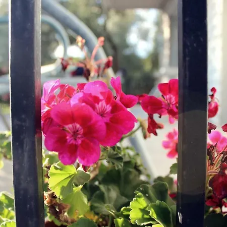 Апартаменты Turkovic *