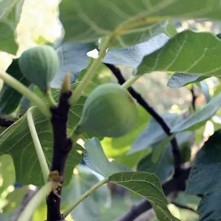 Апартаменты Turkovic *